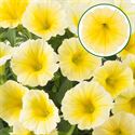 Afbeelding van Petunia P12 Bee's Knees